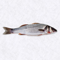 Seabass  1900/2500