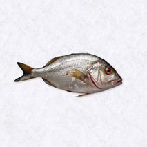 Seabream  800/1000