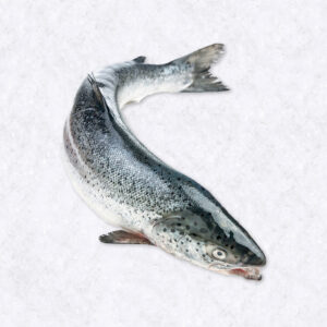 Salmon  3/4