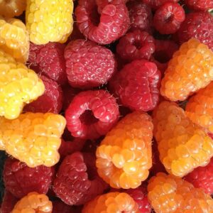 Raspberry Mix Color
