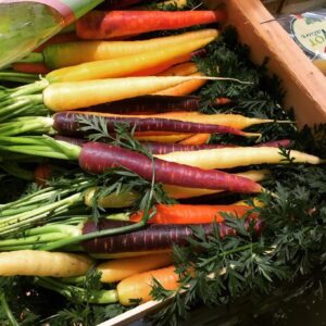 Carrot Bunch Mix Color