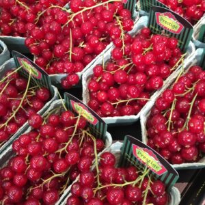 Redcurrant Red Panache