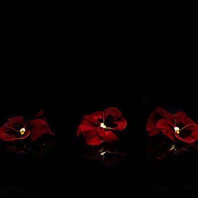 1706538272-pensee-rouge