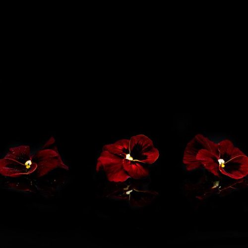 1706538272-pensee-rouge