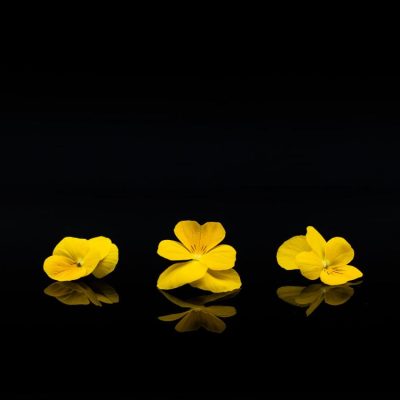 1706538444-pensee-jaune