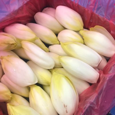 490016-Chicory-White-Extra-C1