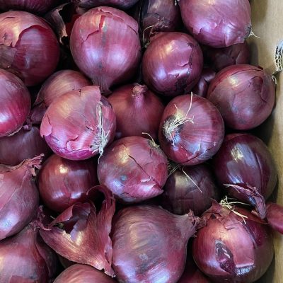 490018-Onions-Red-P1
