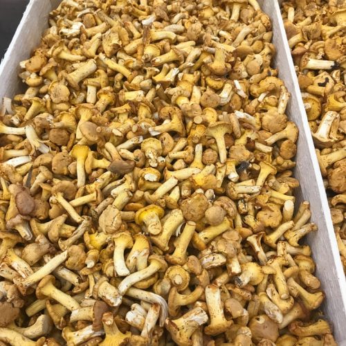 490035-Mushroom-Girolles-Small-C1