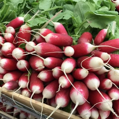 490104-Radish-Pink-Long-P1