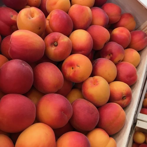 490135-Apricot-Loose-P1