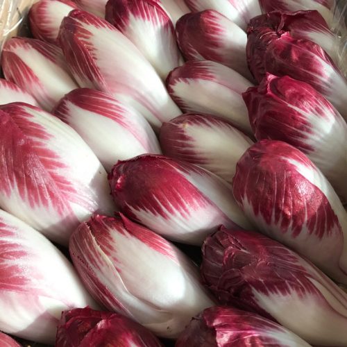 490206-Chicory-Red-Extra-P1
