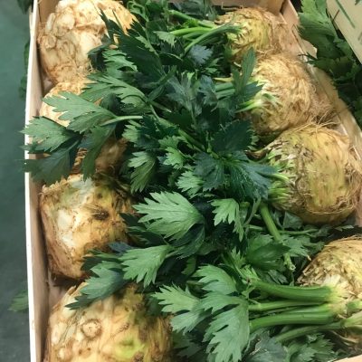 490265-Celery-Root-C1