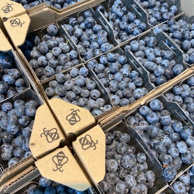 490289-Blueberries-Holy-Fruits-P1-scaled