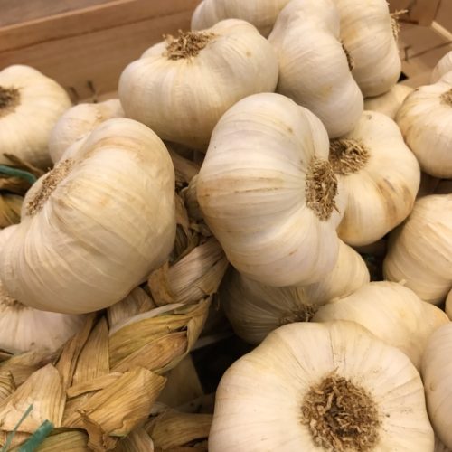 490380-Garlic-White-P1