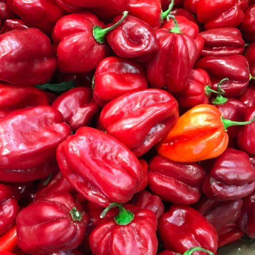 490428-Pepper-Habanero-Red-P1