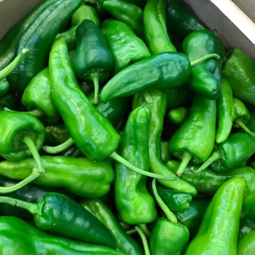 490600-Pepper-Jalapeno-Green-P1