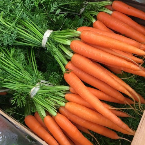 490684-Carrot-Bunch-P1