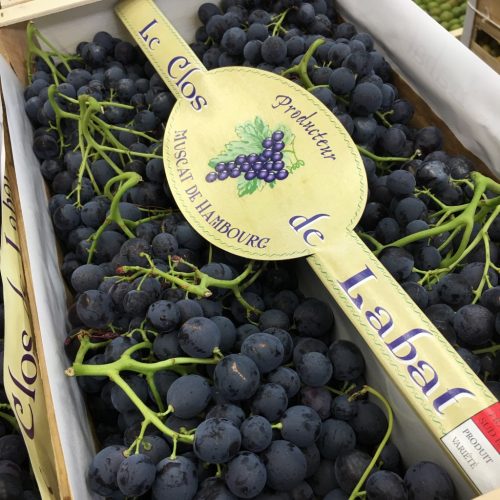 490726-Grape-Black-Seedless-P1