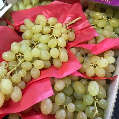 490771-Grape-White-Seedless-Cal-XL-P1