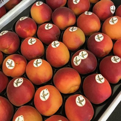 490834-Apricot-Canard-des-Clairettes-P1-1