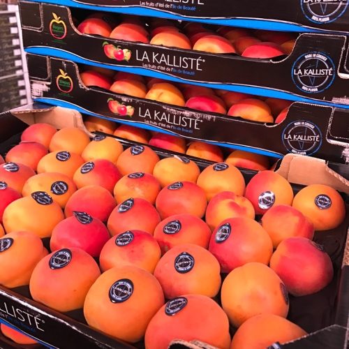 490836-Apricot-La-Kaliste-C2
