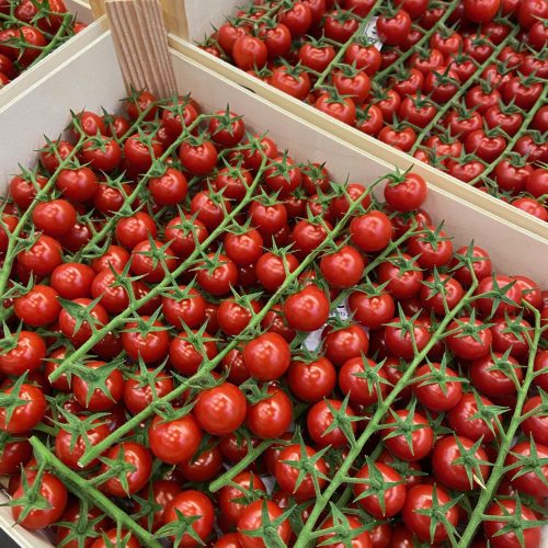 490918-Tomatoes-Cherry-On-Vine-Rabelais-P1-scaled