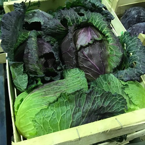 Cabbage-Ponthoise-C1