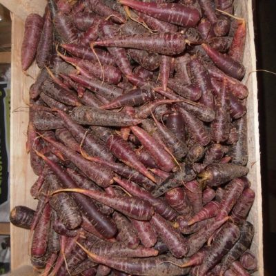 Carrot-Mini-Purple-C1-rotated