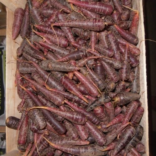 Carrot-Mini-Purple-C1-rotated