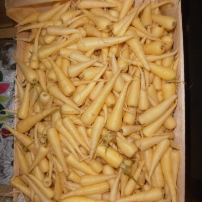 Carrot-Mini-Yellow-C1-rotated