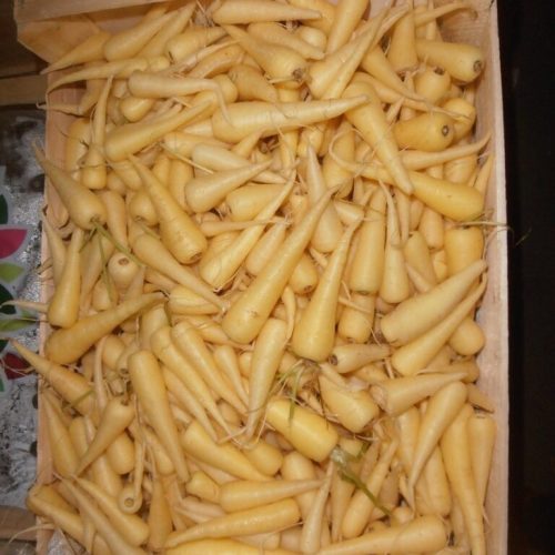 Carrot-Mini-Yellow-C1-rotated