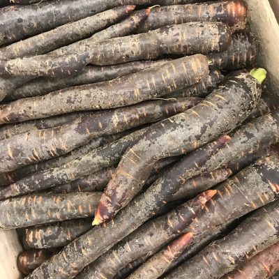 Carrot-Purple-P1-rotated