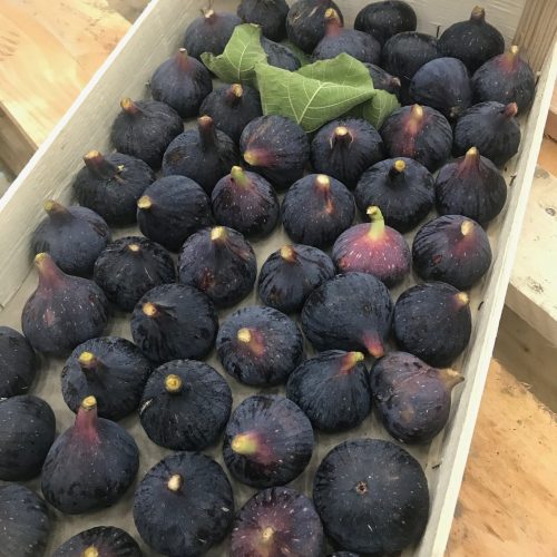 Fig-Black-Loose-C1-scaled