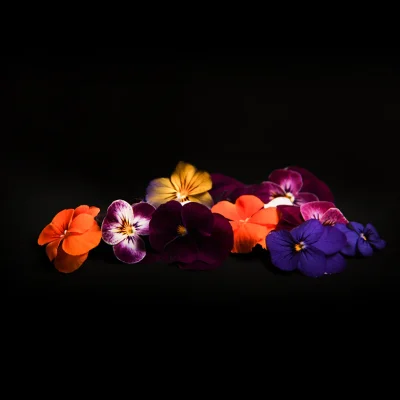 Fleurs-de-pensee
