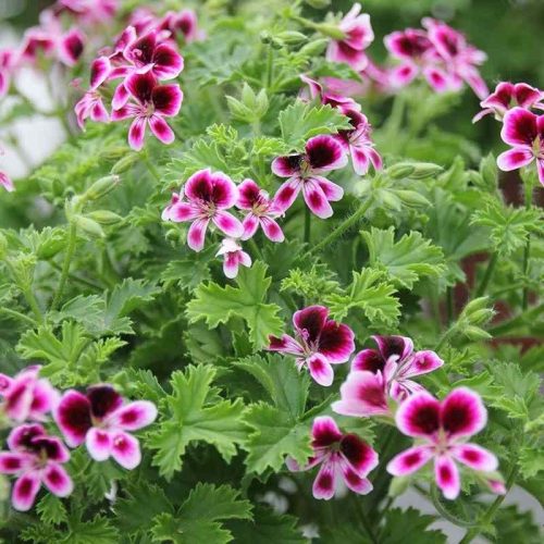 Geranium-citronnelle