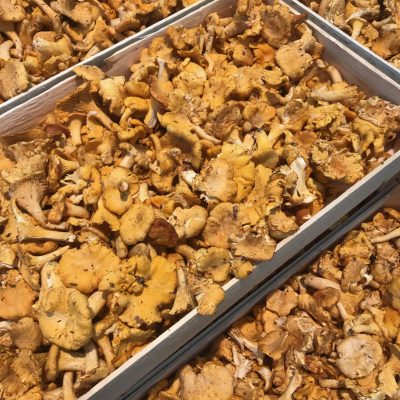 Girolles-Mini-C1-scaled-1