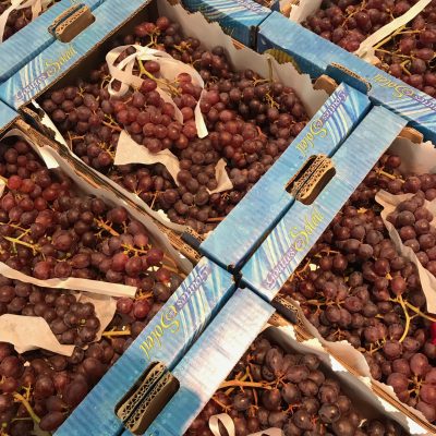 Grape-Rose-Goutte-de-Soleil-C1-scaled