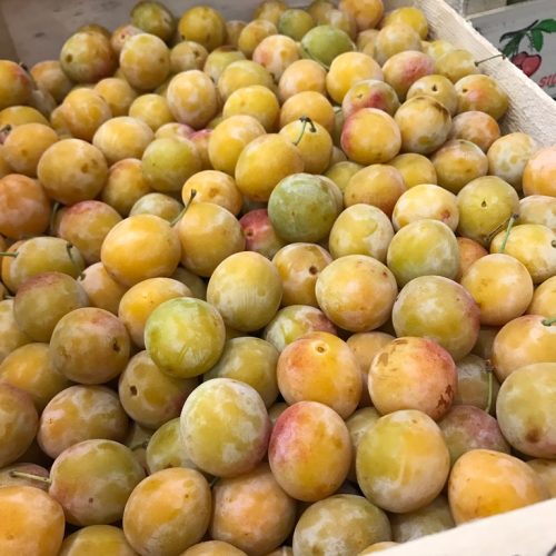 Mirabelle-Plum-C1