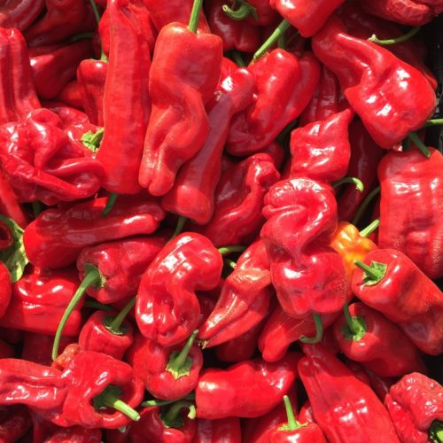 Padrone-Pepper2-768x768