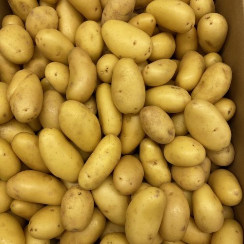 Potatoes-White-Jazzy-Baby