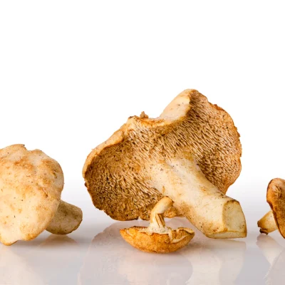 Wild-Hedgehog-Mushrooms-850477362_2118x1419_0a86f605-0ece-4044-aac2-6e34b50cc688_2114x