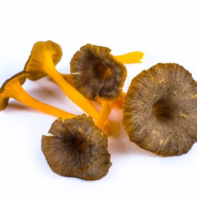 chanterelle-jaune-cuisine