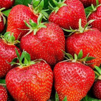 fraisier-charlotte