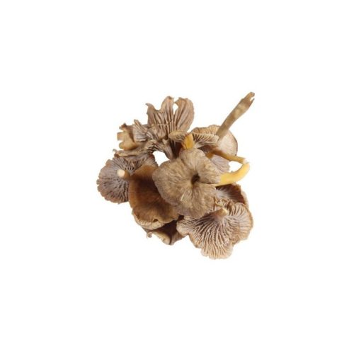 grey-chanterelle-girole