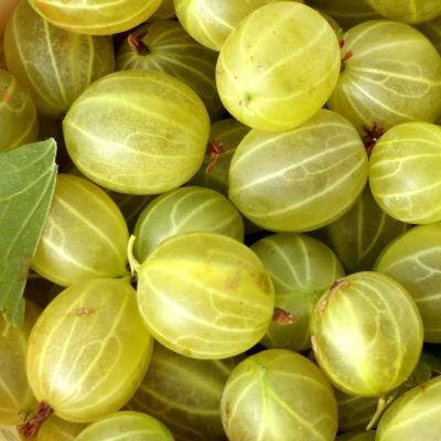 groseille-maquereaux-blanches-1-640