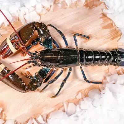 homard-bleu-presentation.jpg