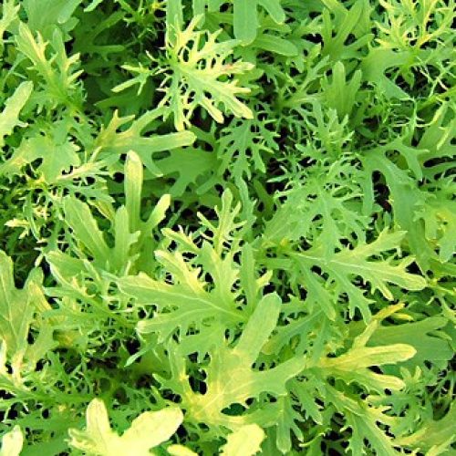 moutarde-verte-a-feuilles-decoupees