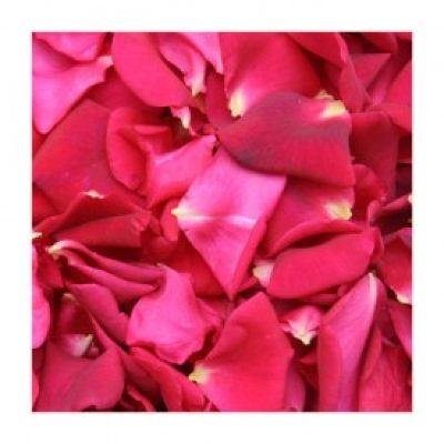 petales-de-roses-frais-rouges