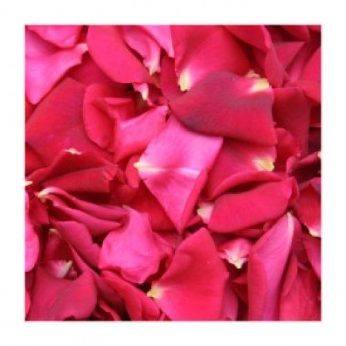 petales-de-roses-frais-rouges