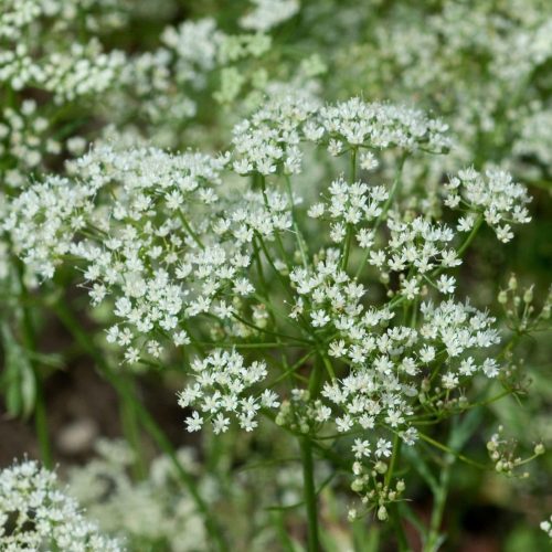 pimpinella-anisum-anis-inflorescences